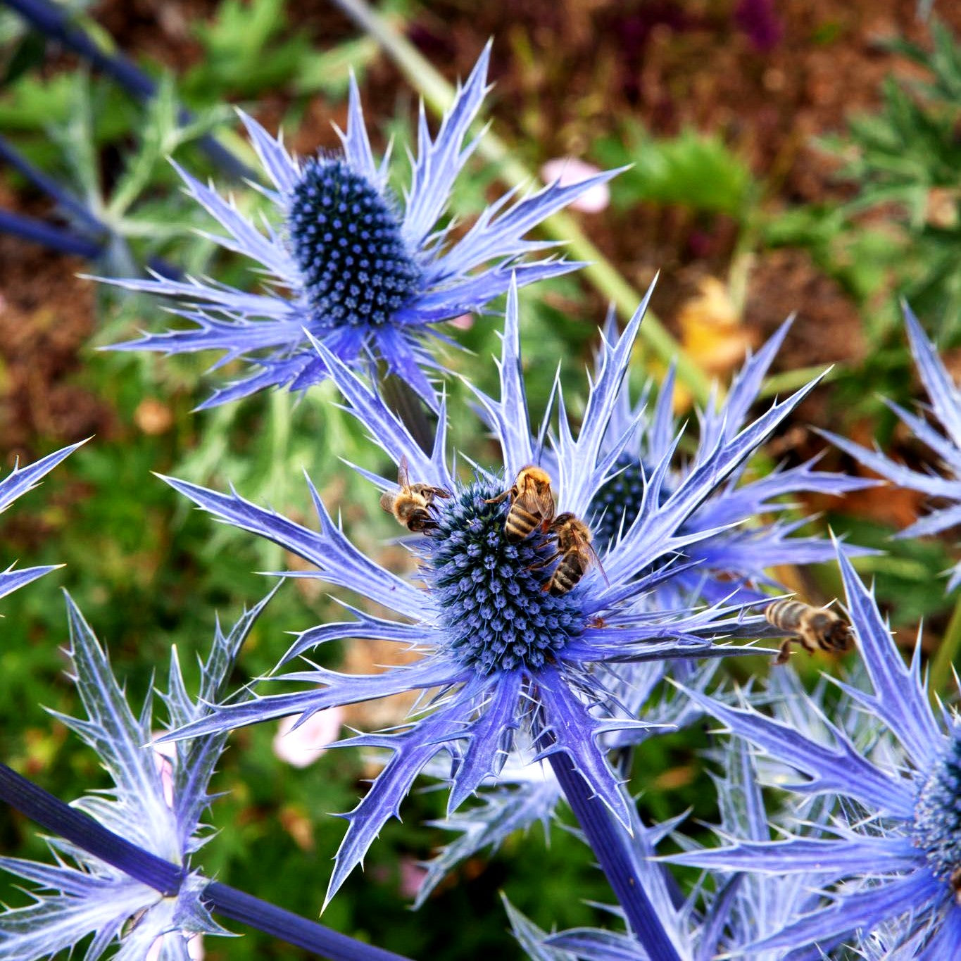 Zabels Mannstreu 'Big Blue' (Eryngium x zabelii)