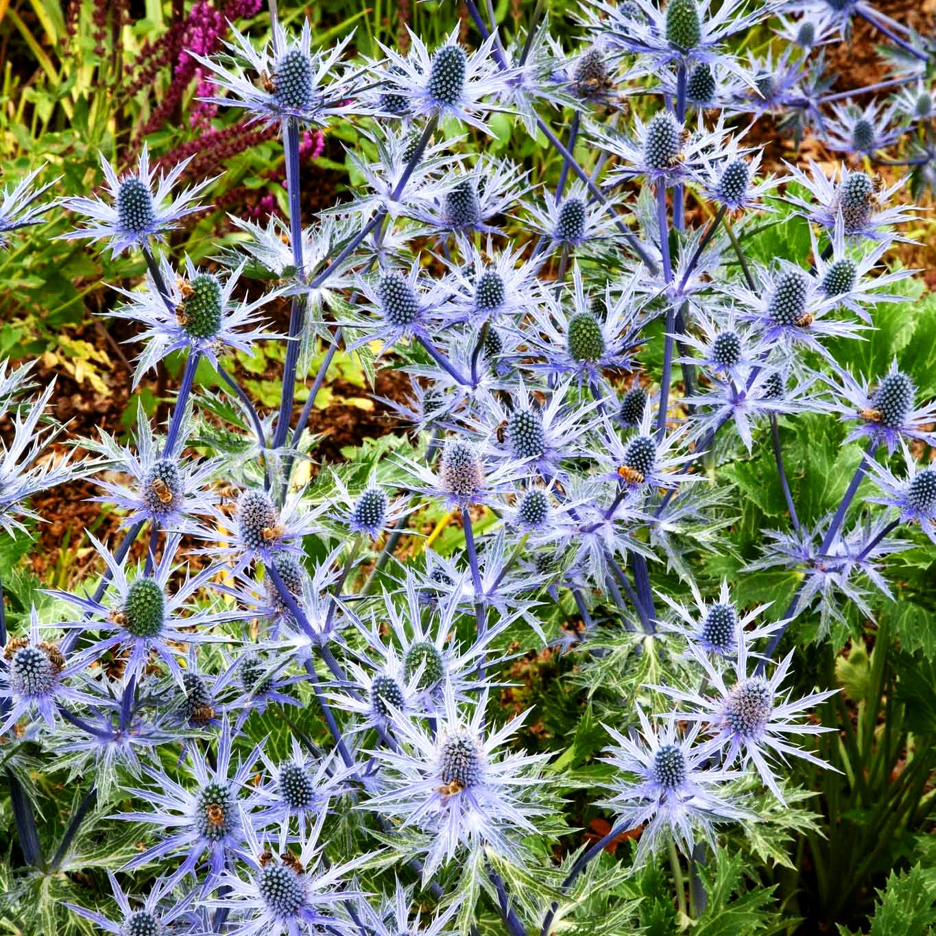 Zabels Mannstreu 'Big Blue' (Eryngium x zabelii)