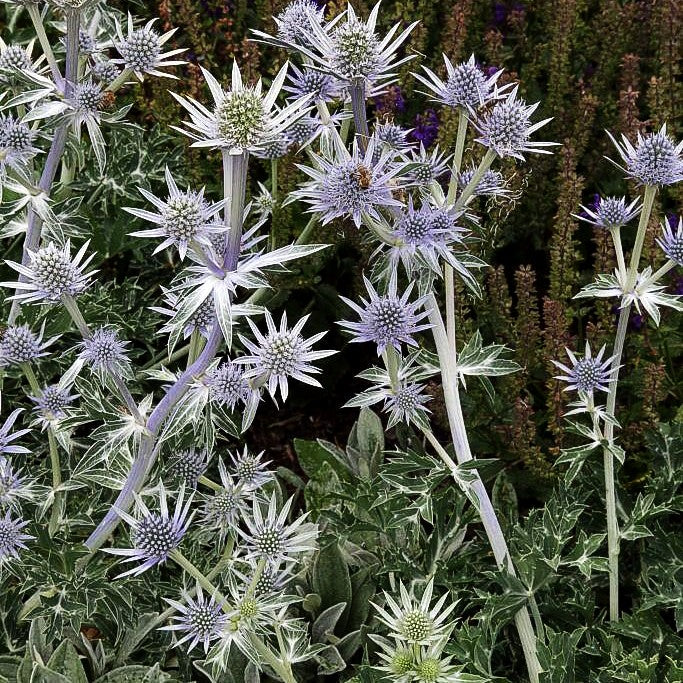 Zabels Mannstreu 'Big Blue' (Eryngium x zabelii)