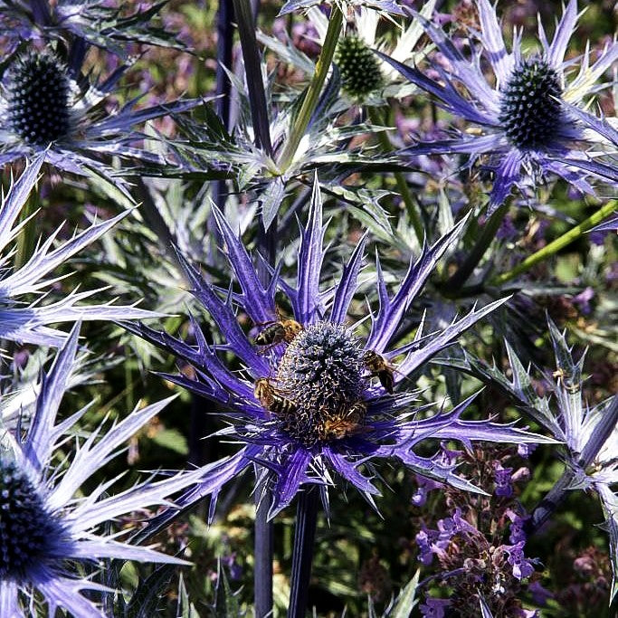 Zabels Mannstreu 'Big Blue' (Eryngium x zabelii)