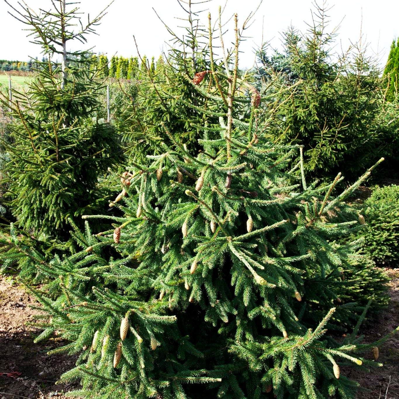 Zapfen-Fichte 'Acrocona' (Picea abies)