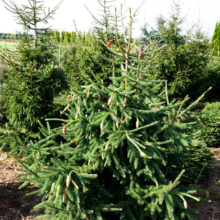 Zapfen-Fichte 'Acrocona' (Picea abies)