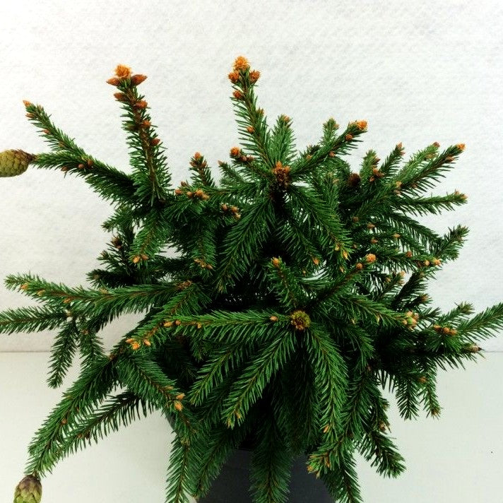 Zapfen-Fichte 'Acrocona' (Picea abies)