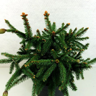 Zapfen-Fichte 'Acrocona' (Picea abies)