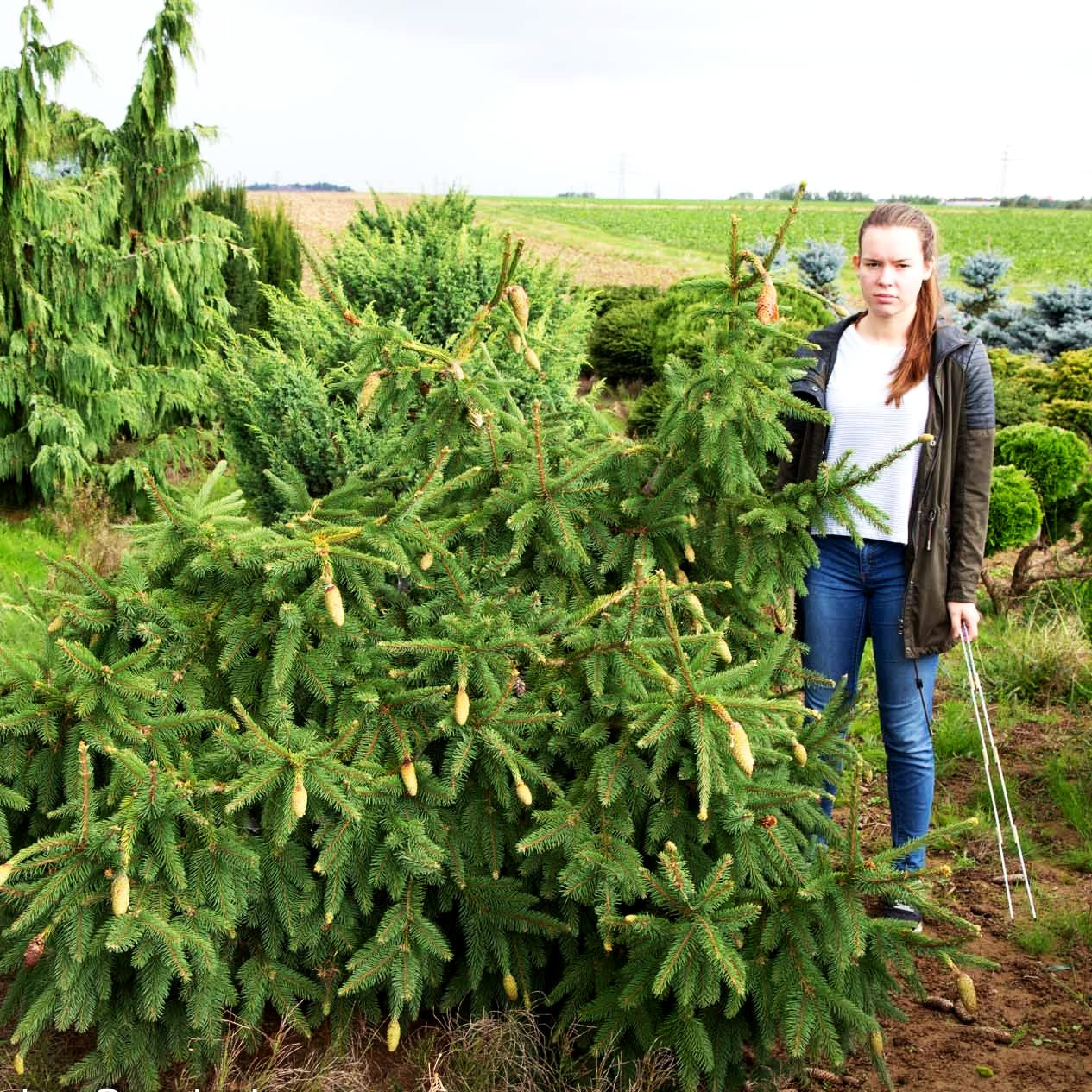 Zapfen-Fichte 'Acrocona' (Picea abies)