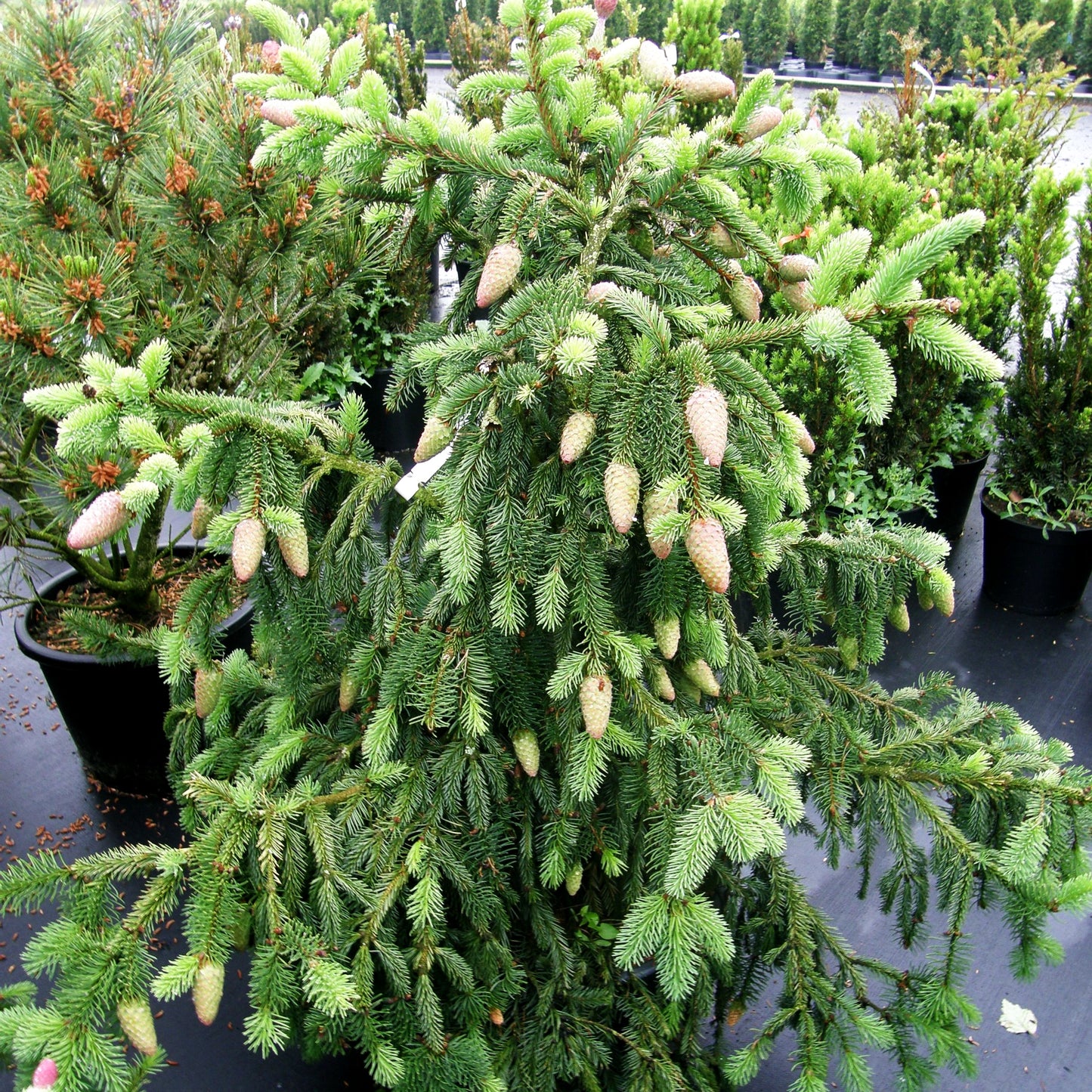 Zapfen-Fichte 'Acrocona' (Picea abies)