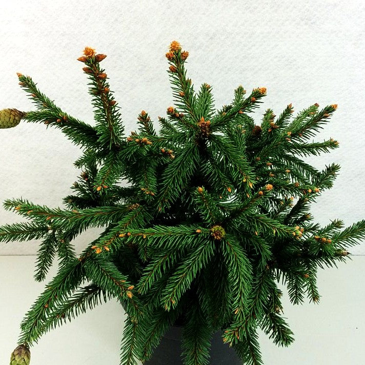 Zapfen-Fichte 'Acrocona' (Picea abies)