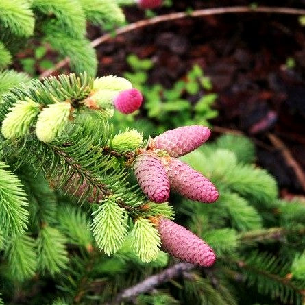 Zapfen-Fichte 'Acrocona' (Picea abies)