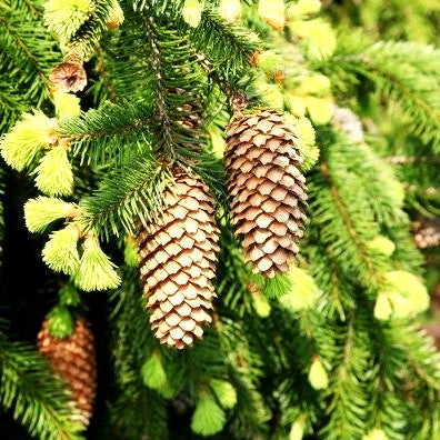 Zapfen-Fichte 'Acrocona' (Picea abies)