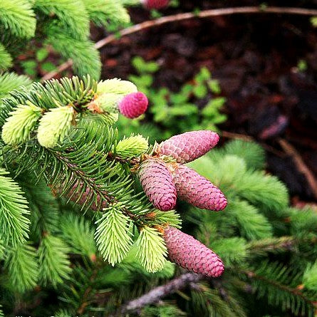 Zapfen-Fichte 'Acrocona' (Picea abies)