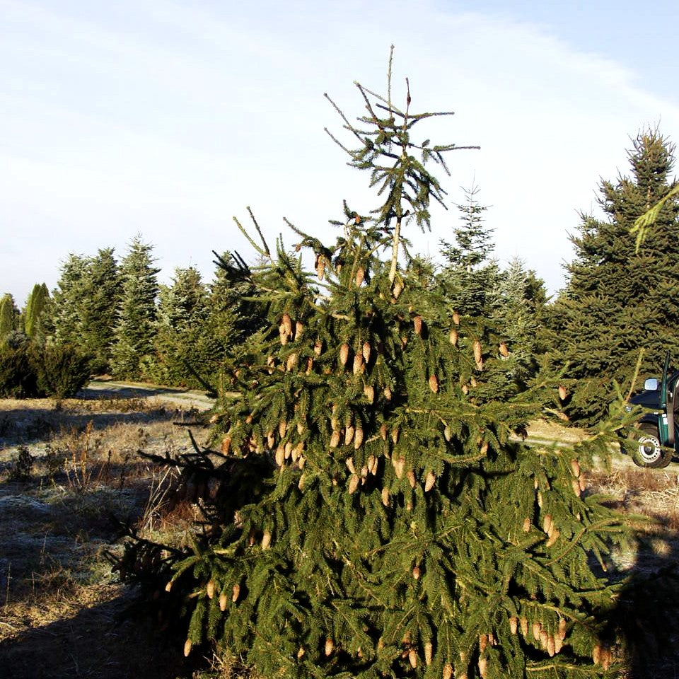 Zapfen-Fichte 'Acrocona' (Picea abies)