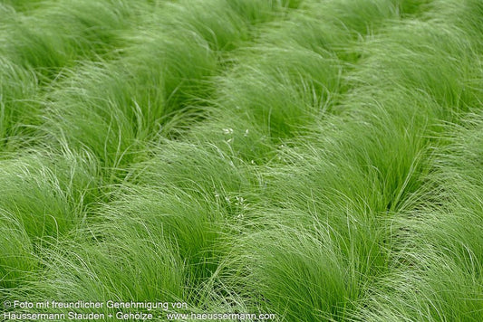 Zartes Federgras 'Ponytails' (Stipa tenuissima)