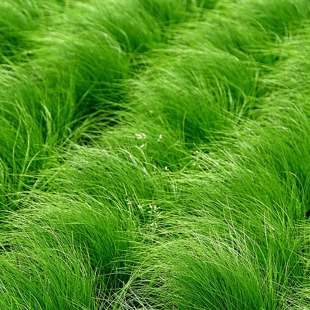 Zartes Federgras 'Ponytails' (Stipa tenuissima)