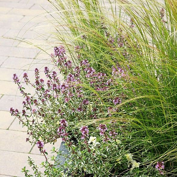 Zartes Federgras 'Ponytails' (Stipa tenuissima)