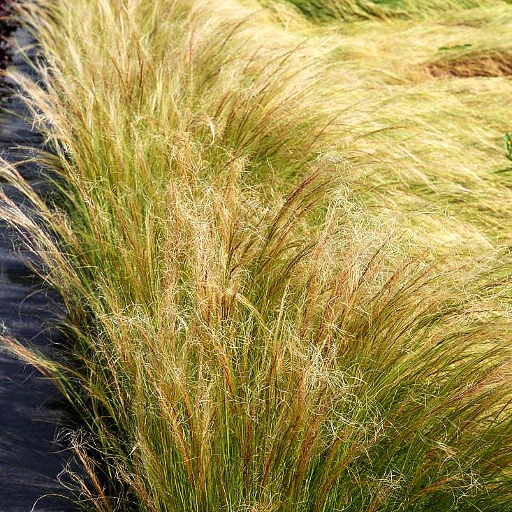 Zartes Federgras 'Ponytails' (Stipa tenuissima)