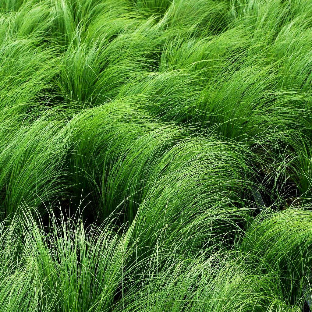 Zartes Federgras 'Ponytails' (Stipa tenuissima)