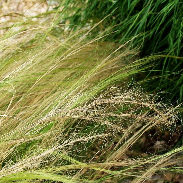 Zartes Federgras 'Ponytails' (Stipa tenuissima)