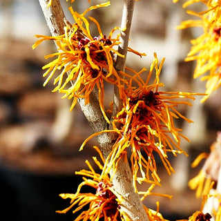 Zaubernuss 'Aphrodite' (Hamamelis x interm.)