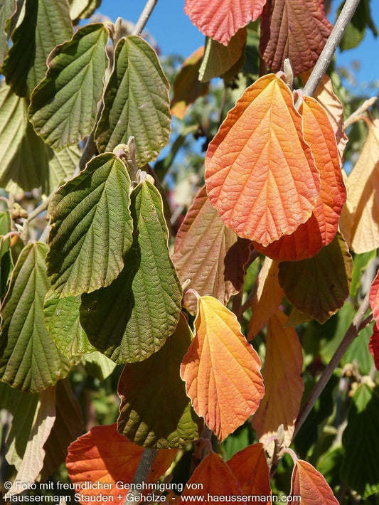 Zaubernuss 'Arnold Promise' (Hamamelis x interm.)