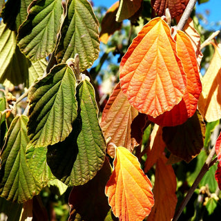 Zaubernuss 'Arnold Promise' (Hamamelis x interm.)