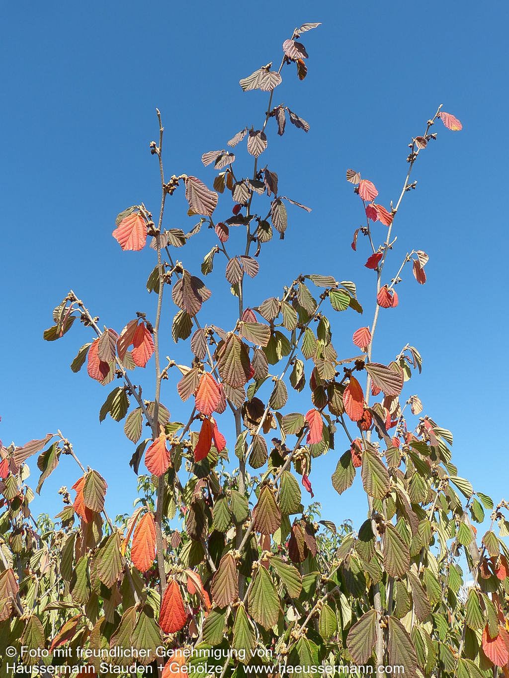 Zaubernuss 'Arnold Promise' (Hamamelis x interm.)