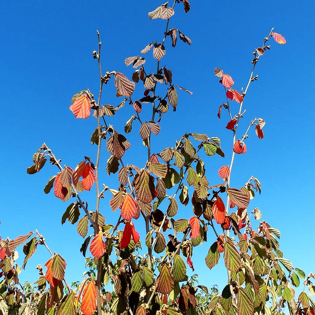 Zaubernuss 'Arnold Promise' (Hamamelis x interm.)