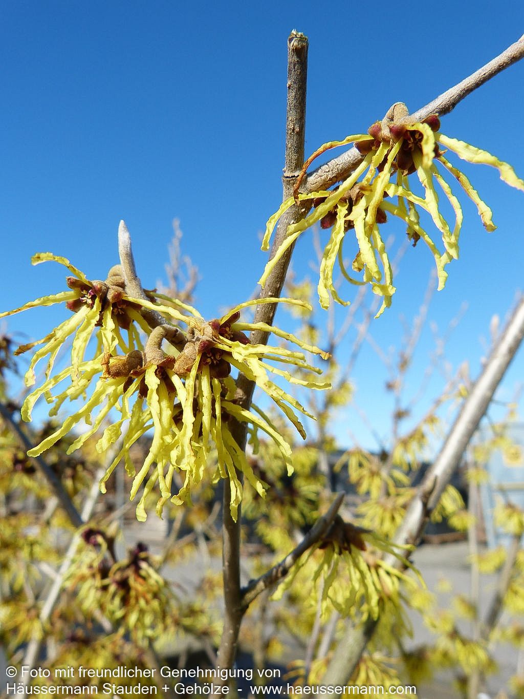 Zaubernuss 'Arnold Promise' (Hamamelis x interm.)