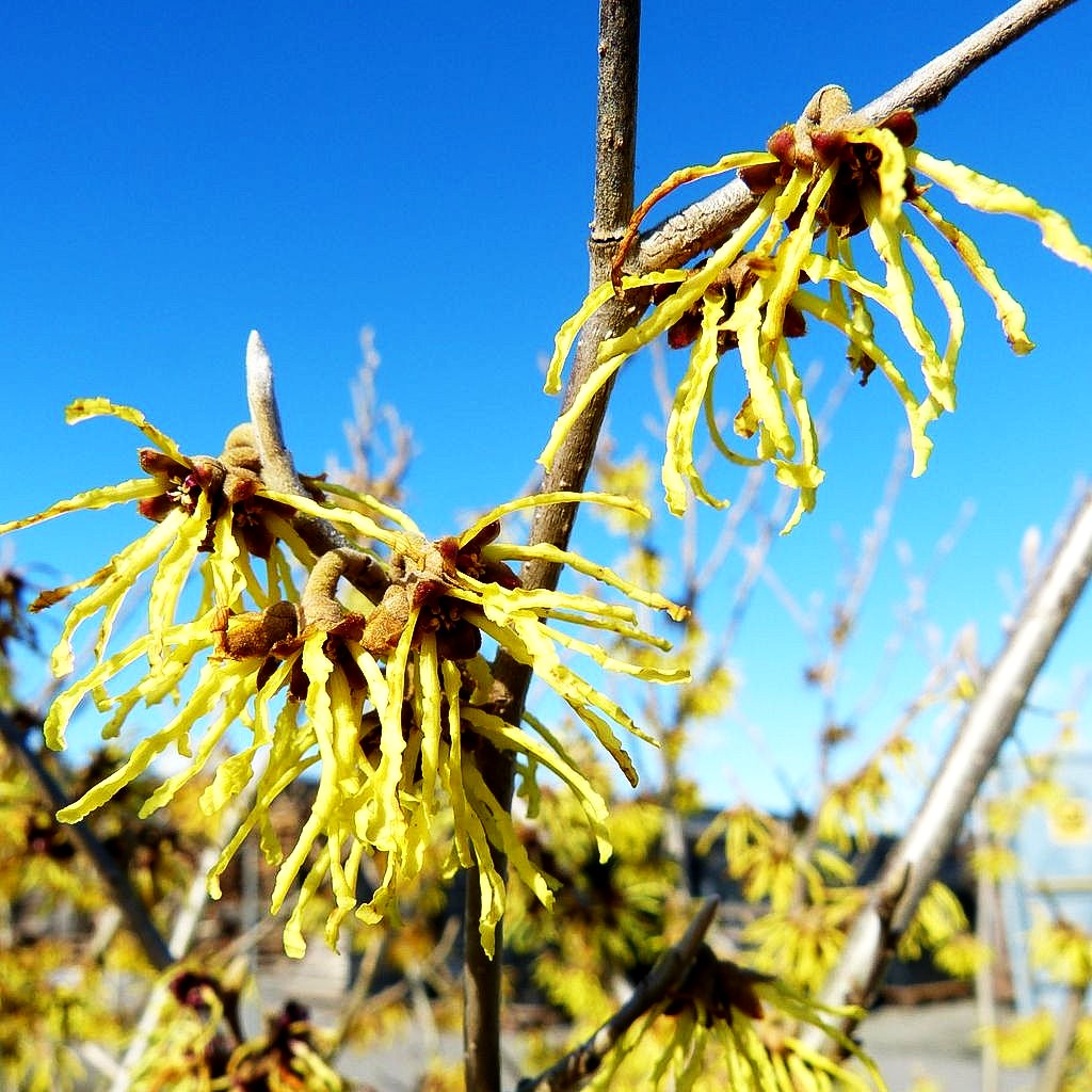 Zaubernuss 'Arnold Promise' (Hamamelis x interm.)