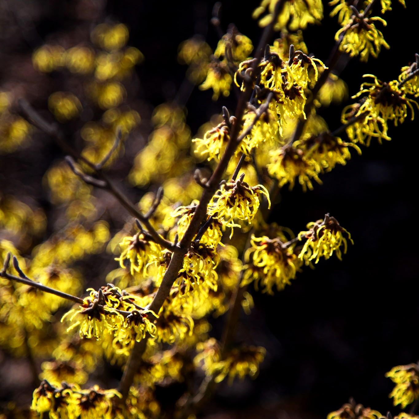 Zaubernuss 'Arnold Promise' (Hamamelis x interm.)