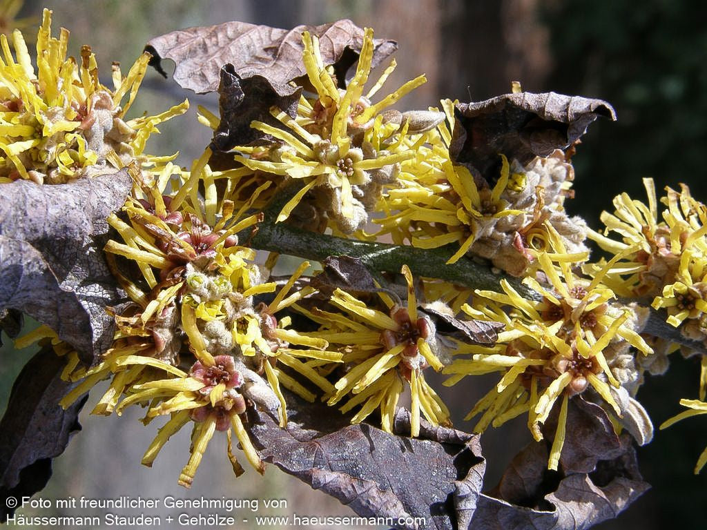 Zaubernuss 'Arnold Promise' (Hamamelis x interm.)