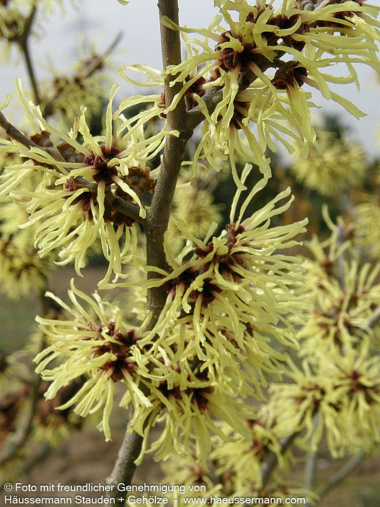 Zaubernuss 'Arnold Promise' (Hamamelis x interm.)