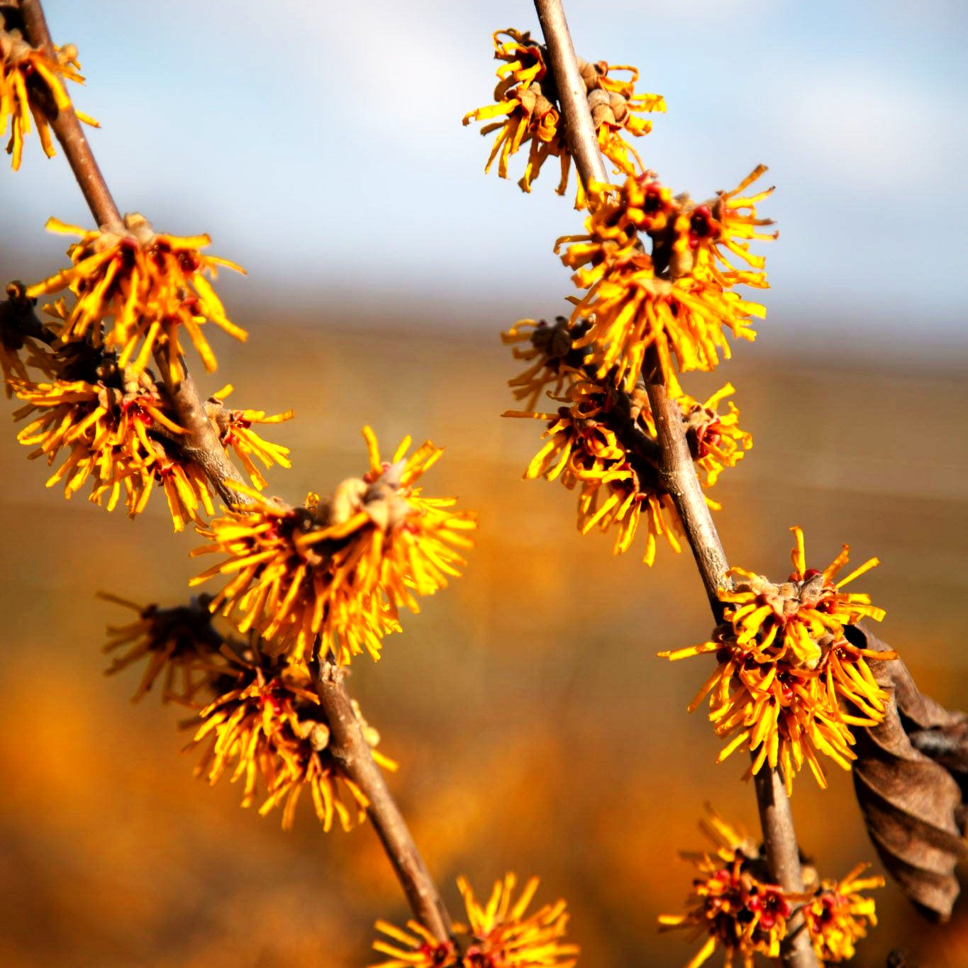 Zaubernuss 'BildNr6355-57' (Hamamelis x interm.)
