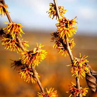 Zaubernuss 'BildNr6355-57' (Hamamelis x interm.)