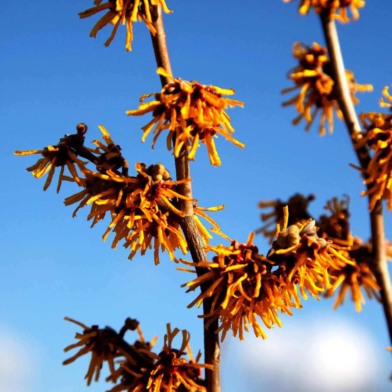 Zaubernuss 'BildNr6355-57' (Hamamelis x interm.)