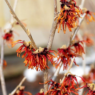 Zaubernuss 'Diane' (Hamamelis x interm.)