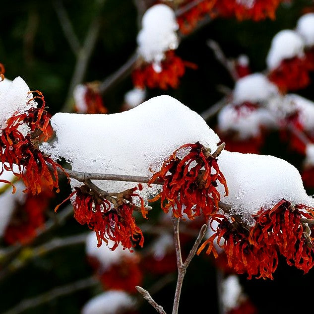 Zaubernuss 'Diane' (Hamamelis x interm.)