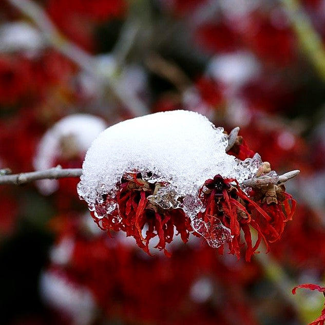 Zaubernuss 'Diane' (Hamamelis x interm.)