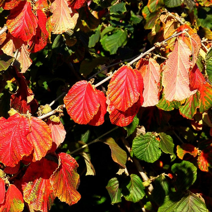 Zaubernuss 'Diane' (Hamamelis x interm.)