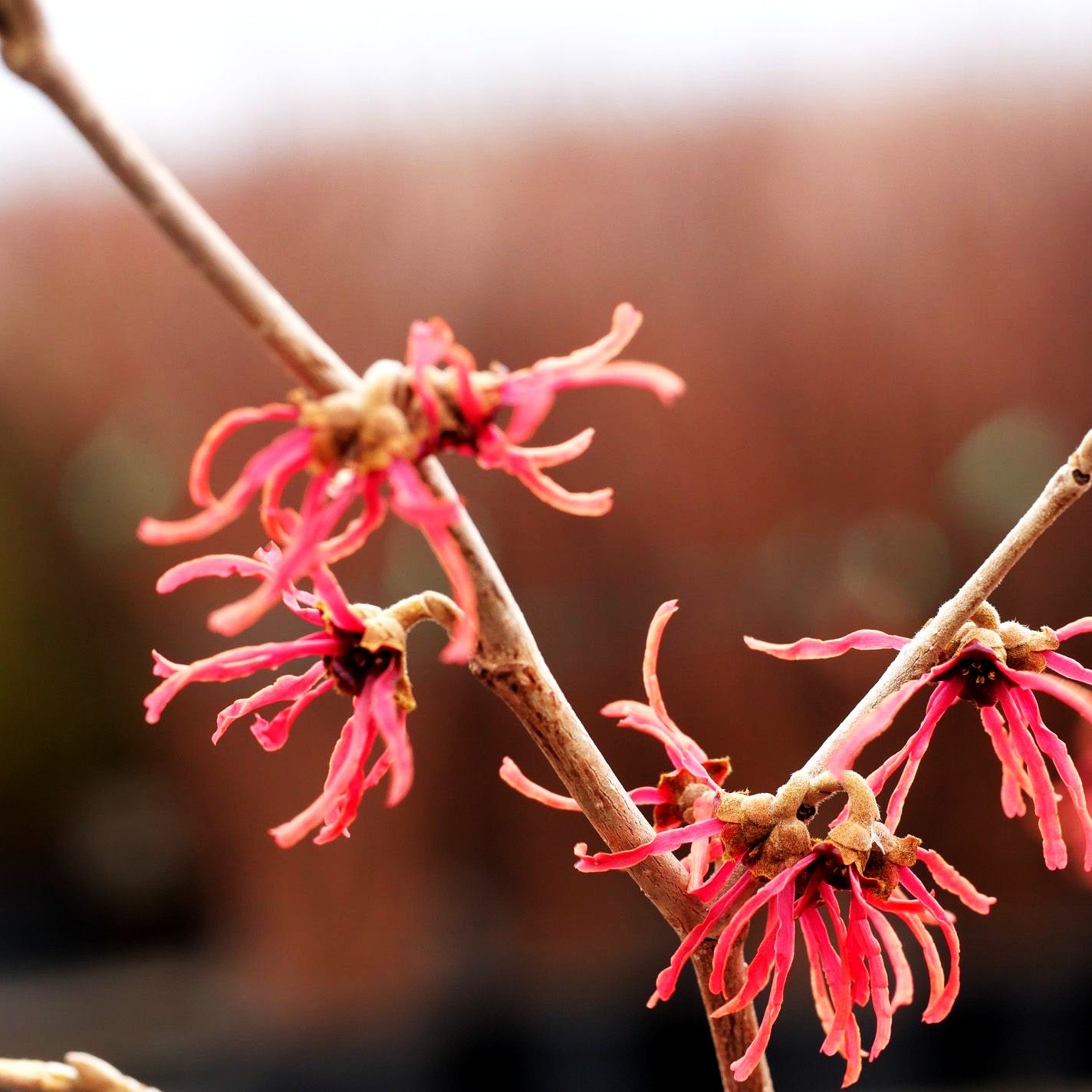 Zaubernuss 'Feuerzauber' (Hamamelis x interm.)