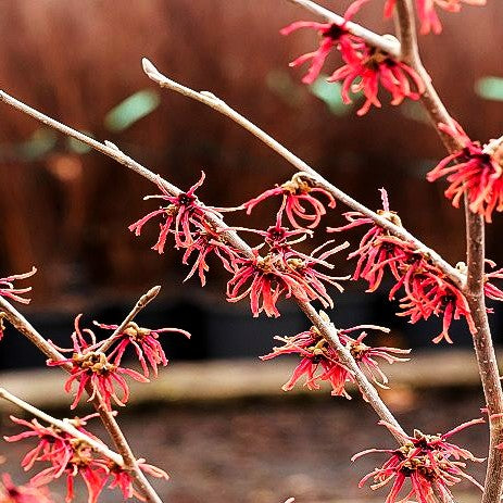 Zaubernuss 'Feuerzauber' (Hamamelis x interm.)