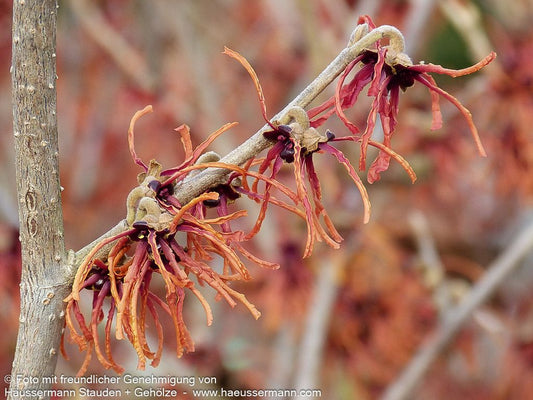 Zaubernuss 'Jelena' (Hamamelis x interm.)