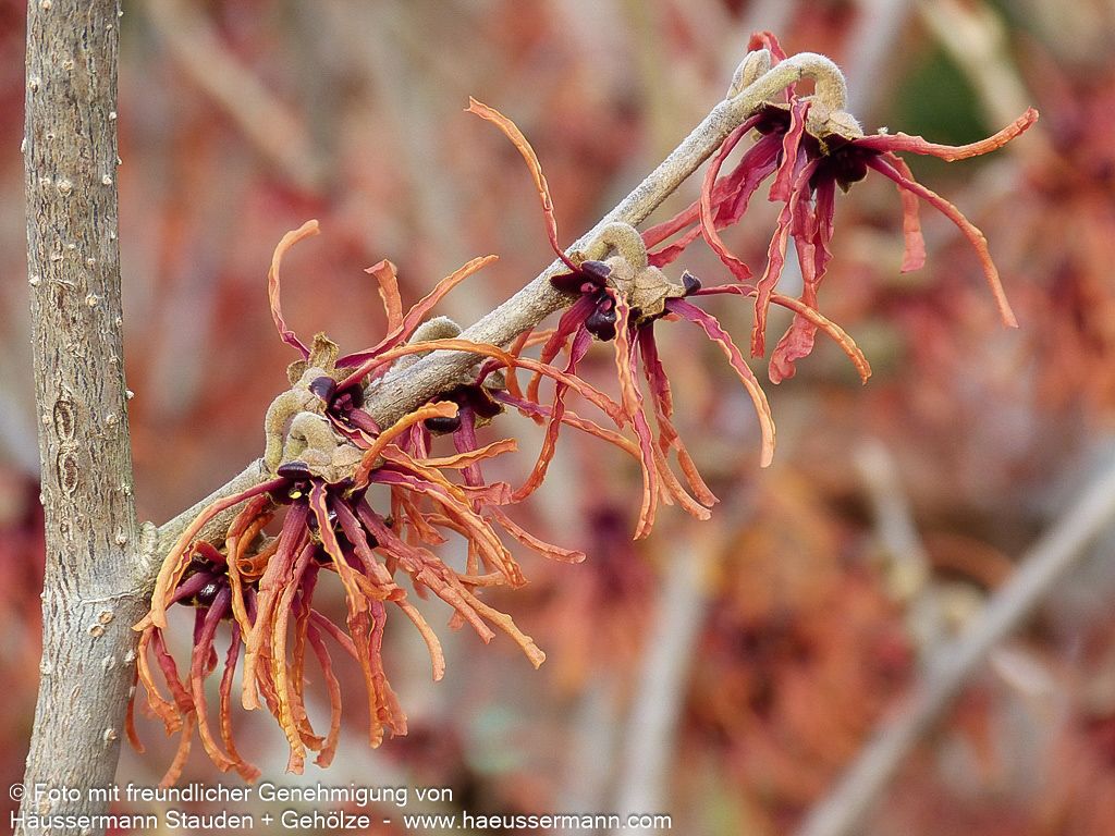 Zaubernuss 'Jelena' (Hamamelis x interm.)