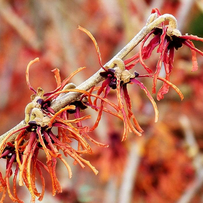 Zaubernuss 'Jelena' (Hamamelis x interm.)