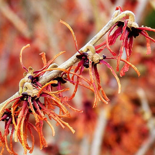 Zaubernuss 'Jelena' (Hamamelis x interm.)