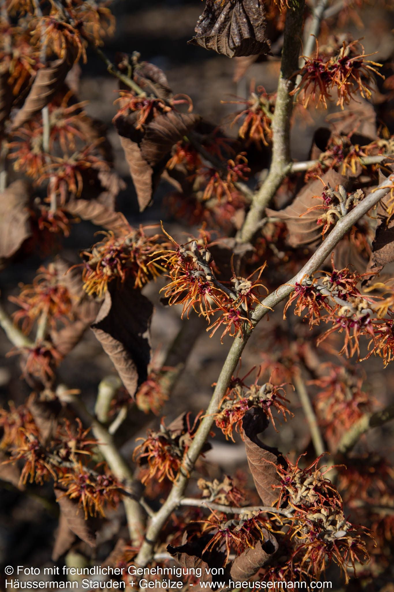Zaubernuss 'Jelena' (Hamamelis x interm.)