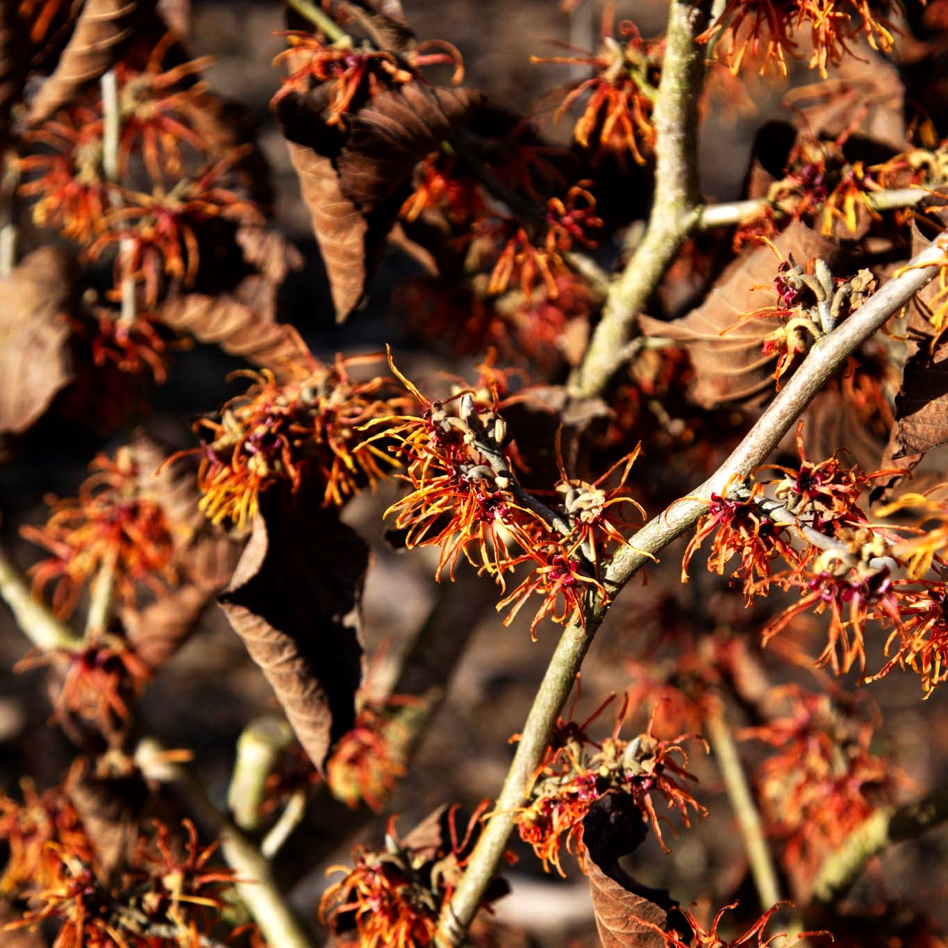 Zaubernuss 'Jelena' (Hamamelis x interm.)