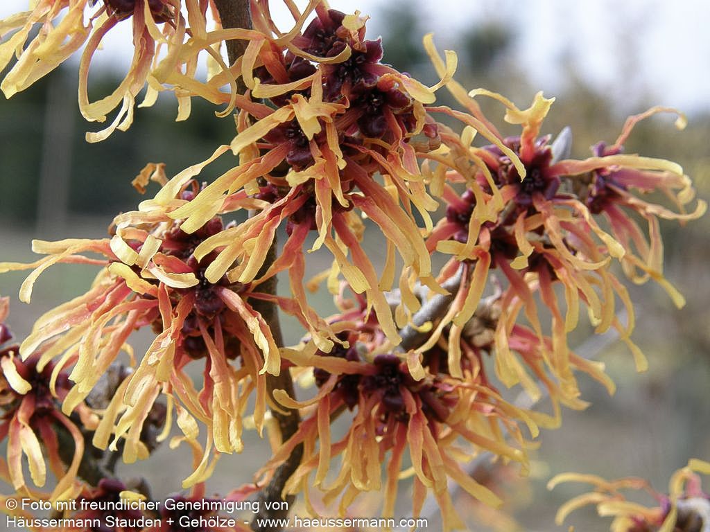 Zaubernuss 'Jelena' (Hamamelis x interm.)