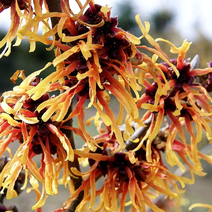 Zaubernuss 'Jelena' (Hamamelis x interm.)