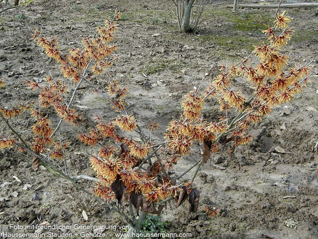 Zaubernuss 'Jelena' (Hamamelis x interm.)