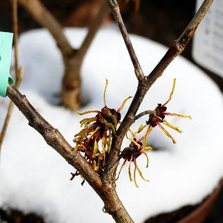 Zaubernuss 'Orange Beauty' (Hamamelis x interm.)